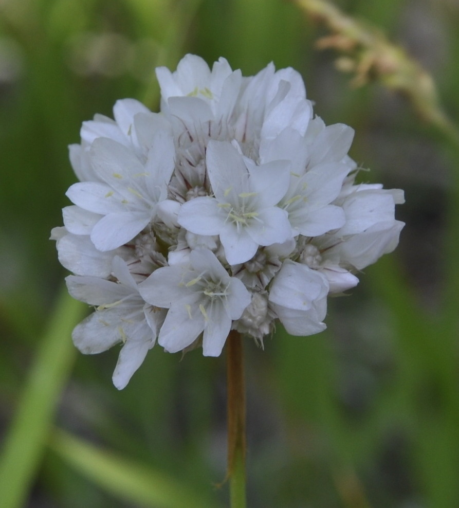 Image of Armeria sancta specimen.