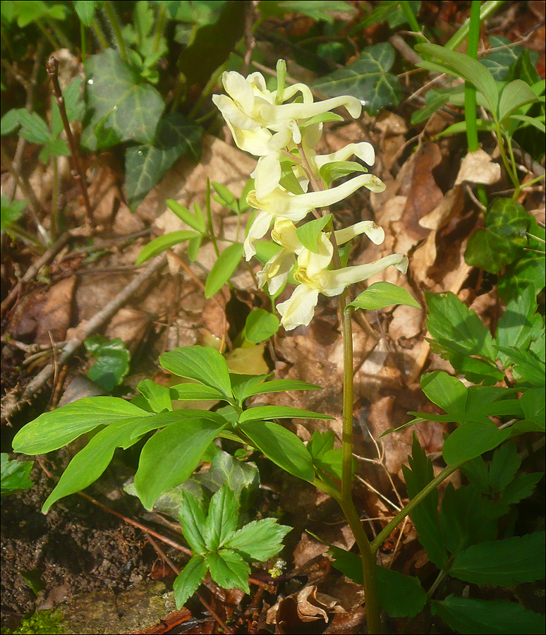 Image of Corydalis marschalliana specimen.