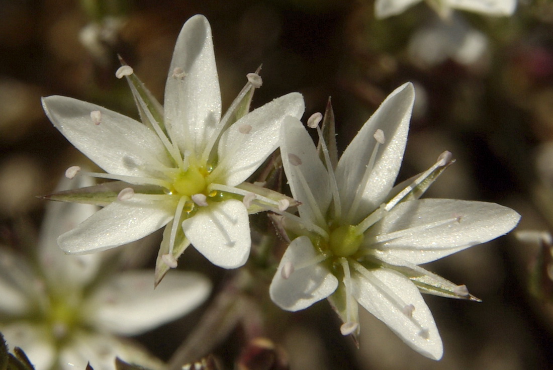 Image of Minuartia adenotricha specimen.