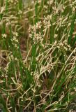 Juncus beringensis. Верхушки побегов с соцветиями. Камчатский край, Ключевская группа вулканов, окрестности перевала Толбачинский. 22.07.2013.