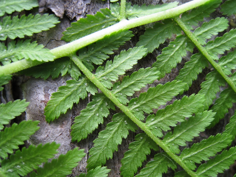 Image of Athyrium filix-femina specimen.