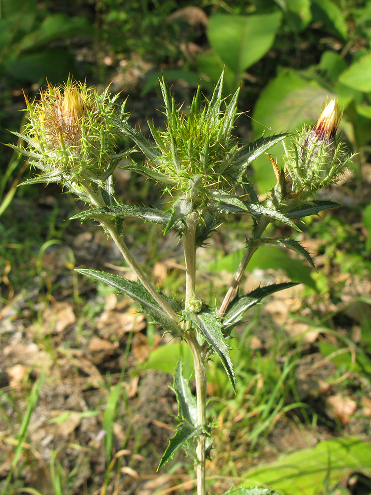 Image of Carlina biebersteinii specimen.