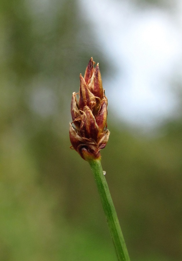 Изображение особи Eleocharis uniglumis.