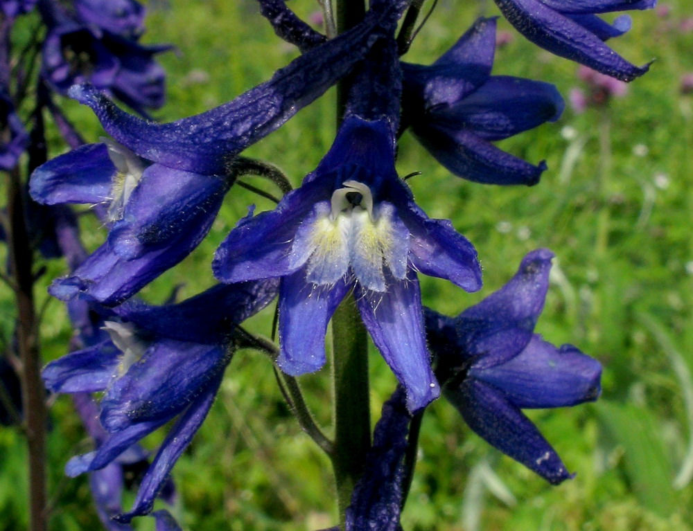 Image of genus Delphinium specimen.