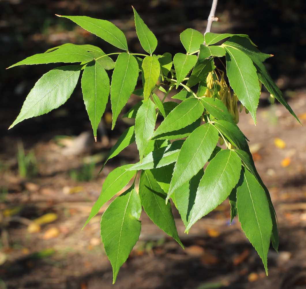 Изображение особи Fraxinus pennsylvanica.