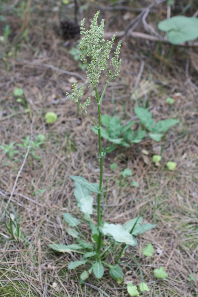 Image of genus Rumex specimen.