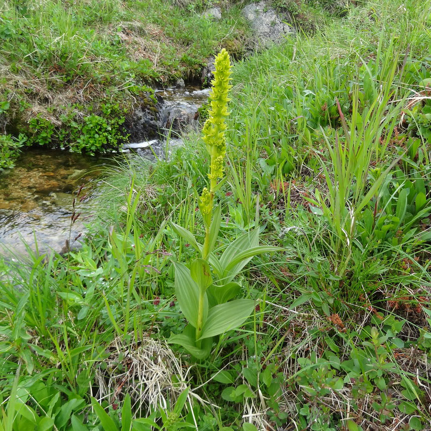 Изображение особи Veratrum oxysepalum.