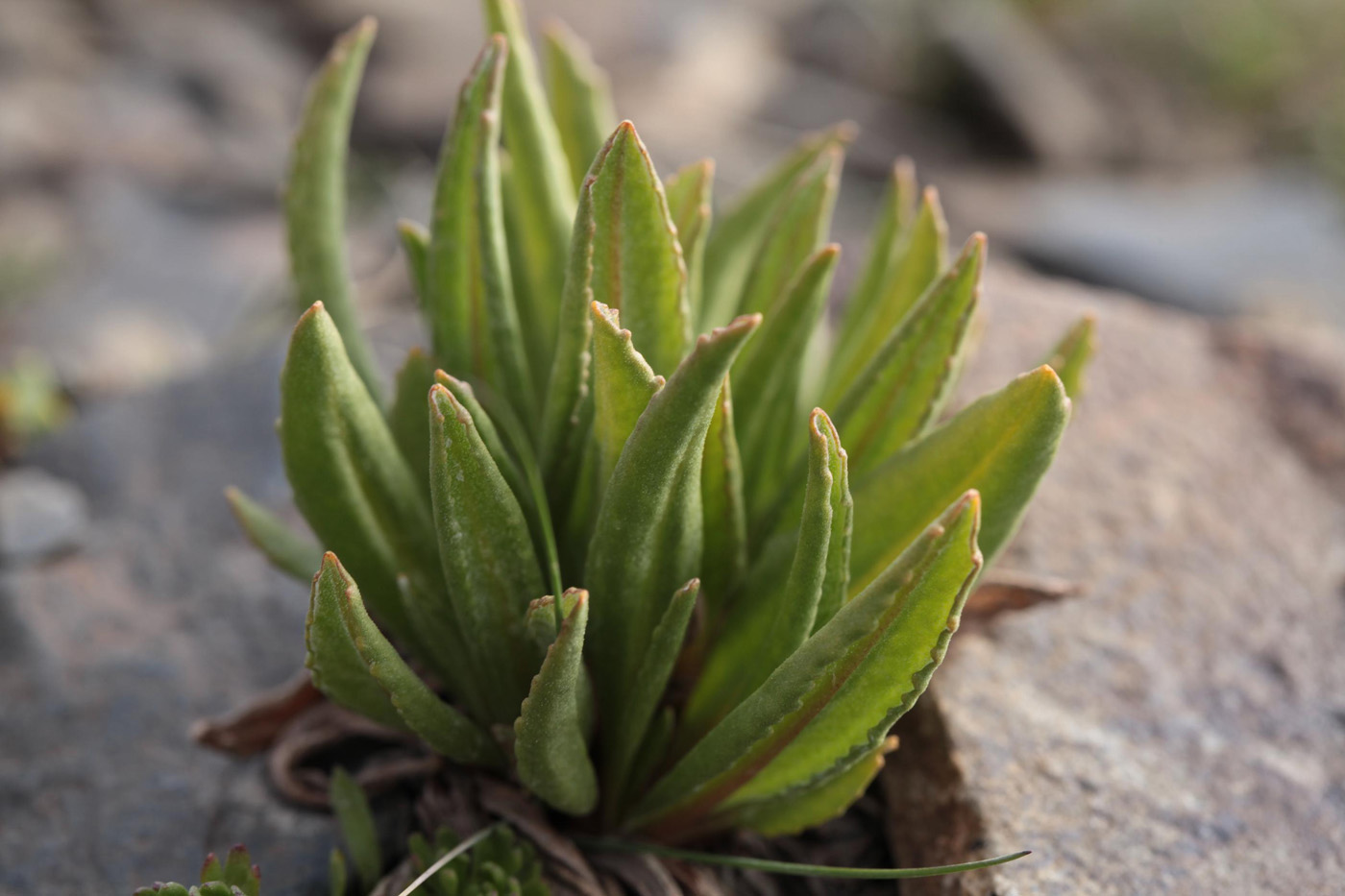 Изображение особи Primula macrophylla.