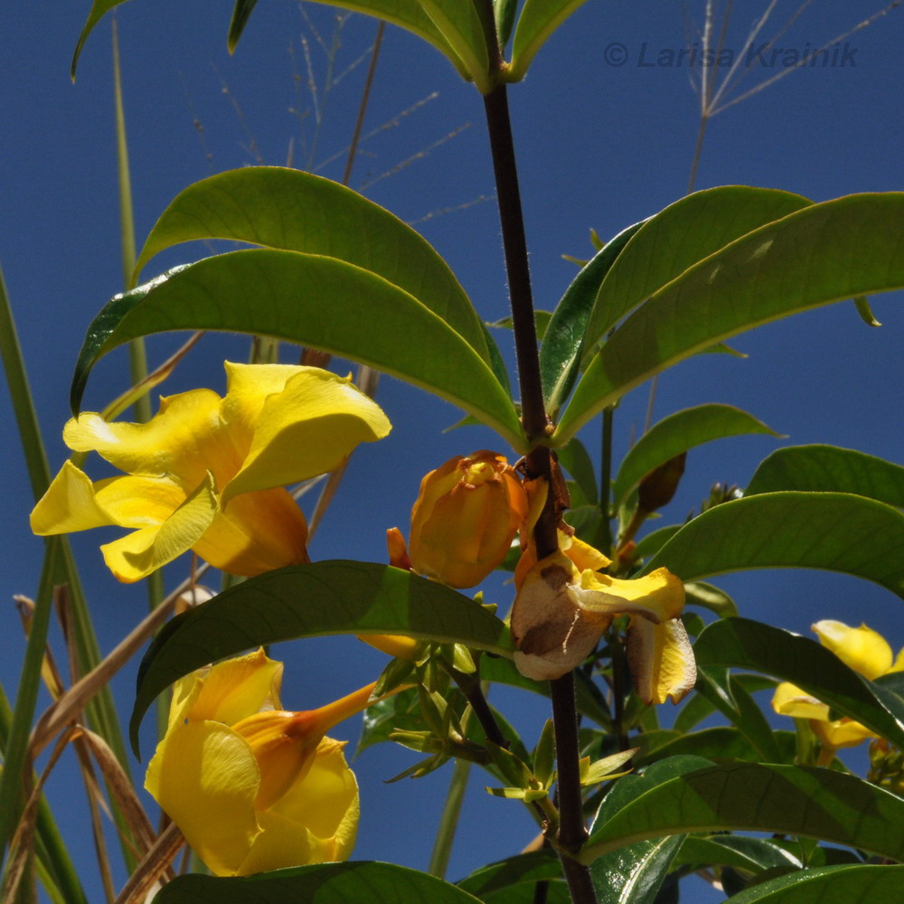 Изображение особи Allamanda cathartica.