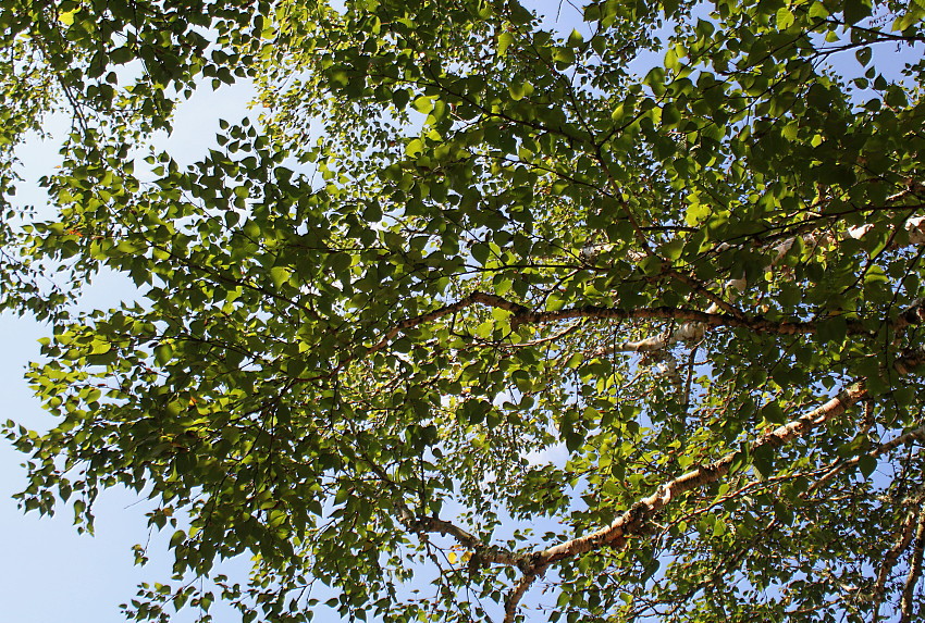 Image of Betula ermanii specimen.