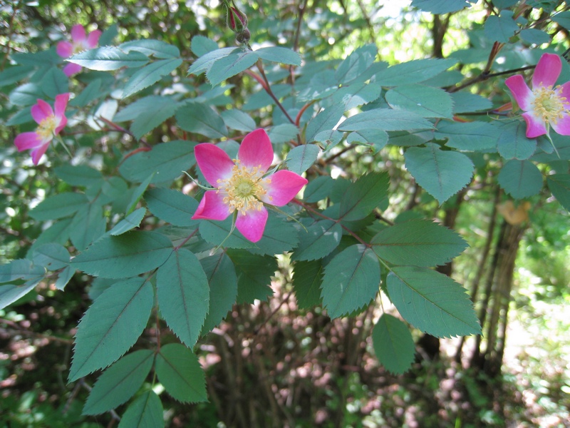 Image of Rosa glauca specimen.