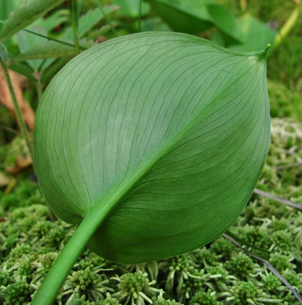 Image of Calla palustris specimen.