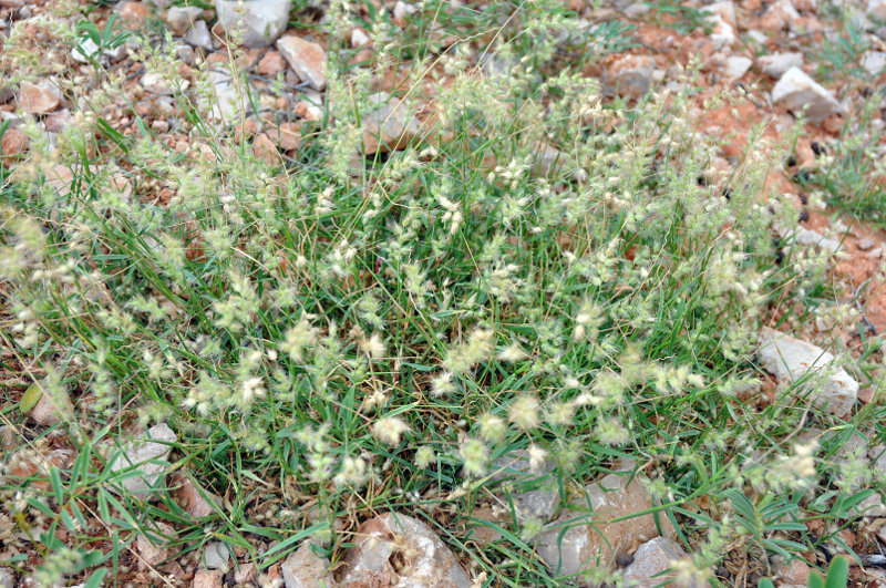 Image of Cenchrus setigerus specimen.