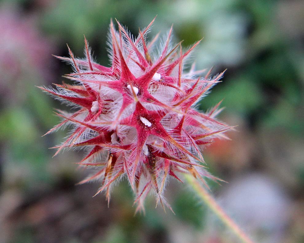 Image of Trifolium stellatum specimen.