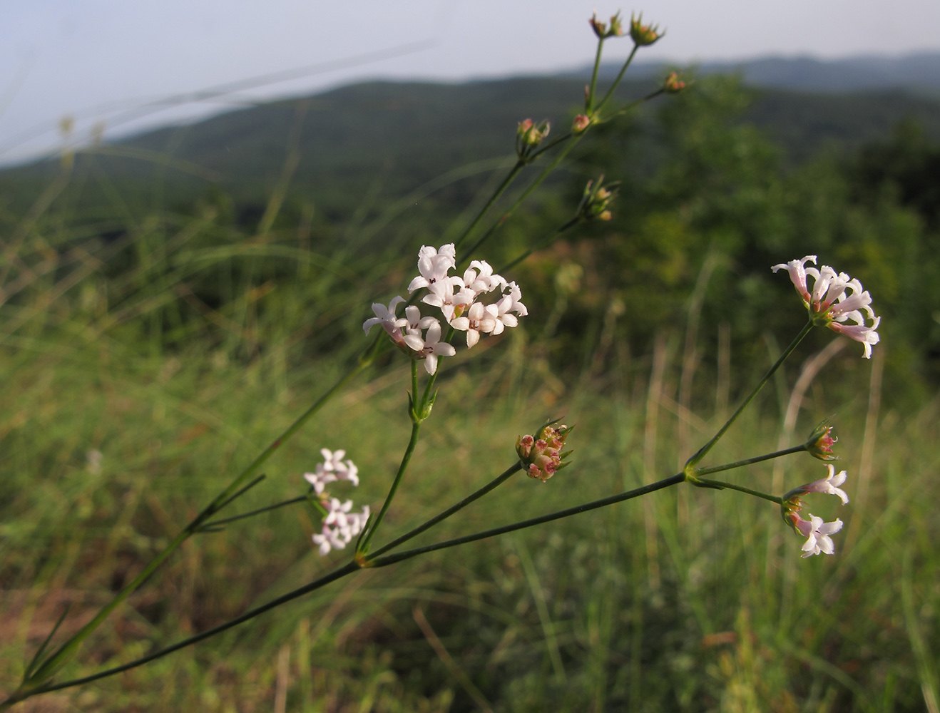 Изображение особи род Asperula.