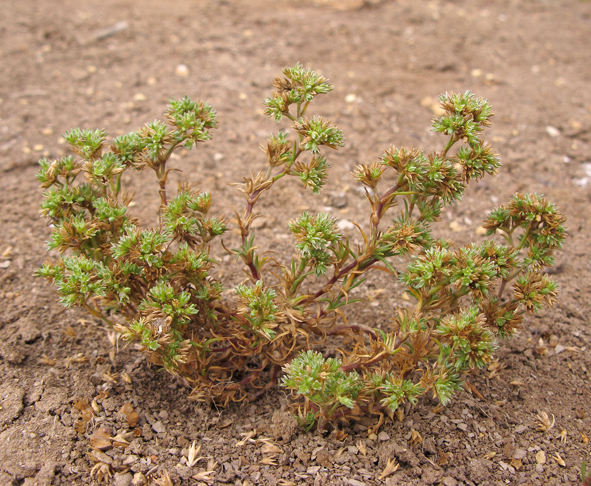 Image of Scleranthus annuus specimen.