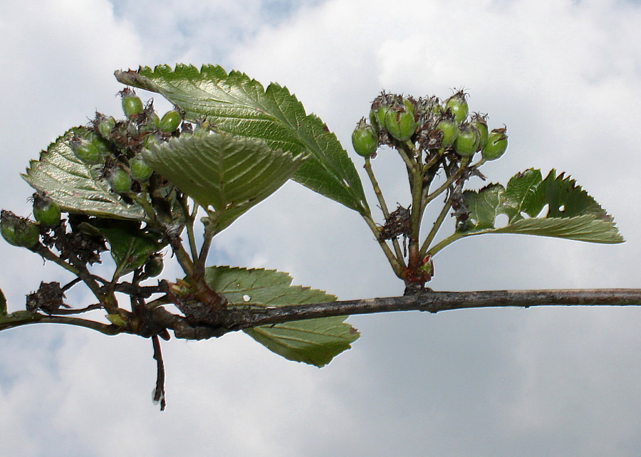 Изображение особи Sorbus mougeotii.