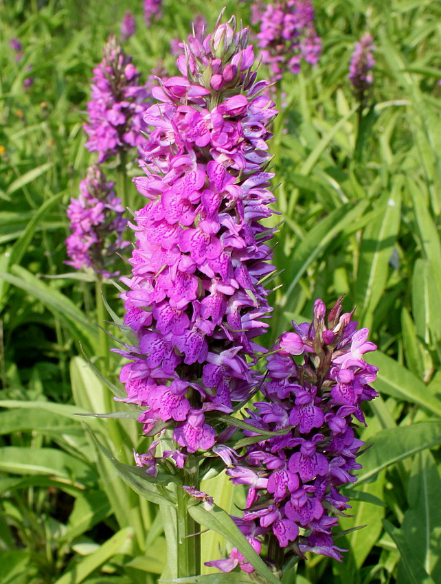 Изображение особи Dactylorhiza praetermissa.