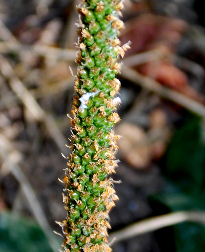 Image of Plantago major specimen.