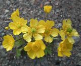 genus Ranunculus