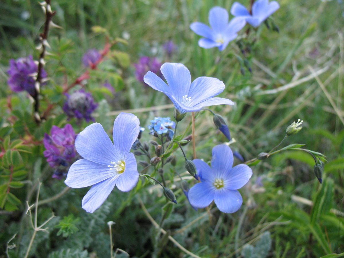 Image of Linum altaicum specimen.