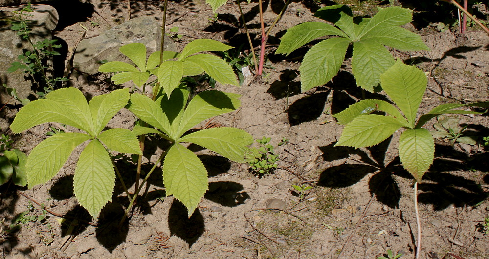 Image of Rodgersia aesculifolia specimen.