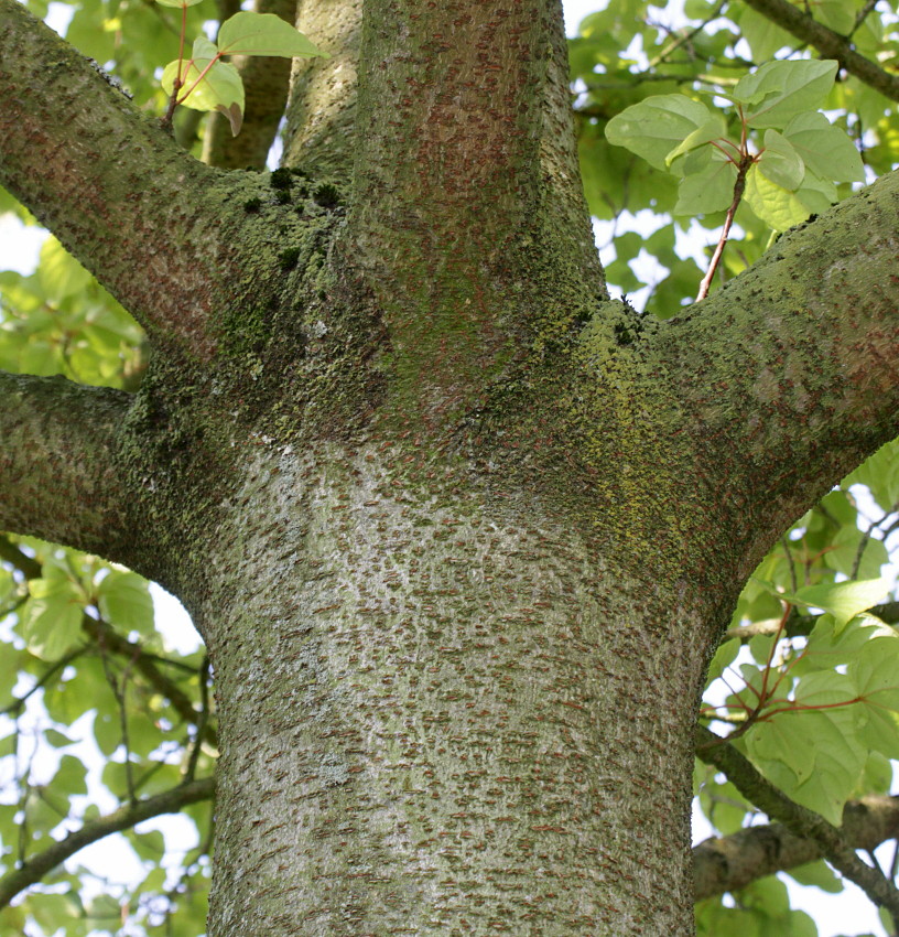 Image of Idesia polycarpa specimen.