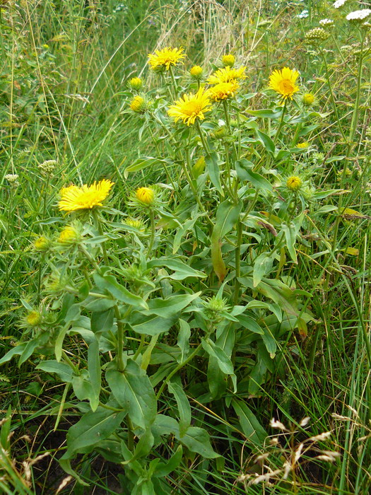 Image of Inula britannica specimen.