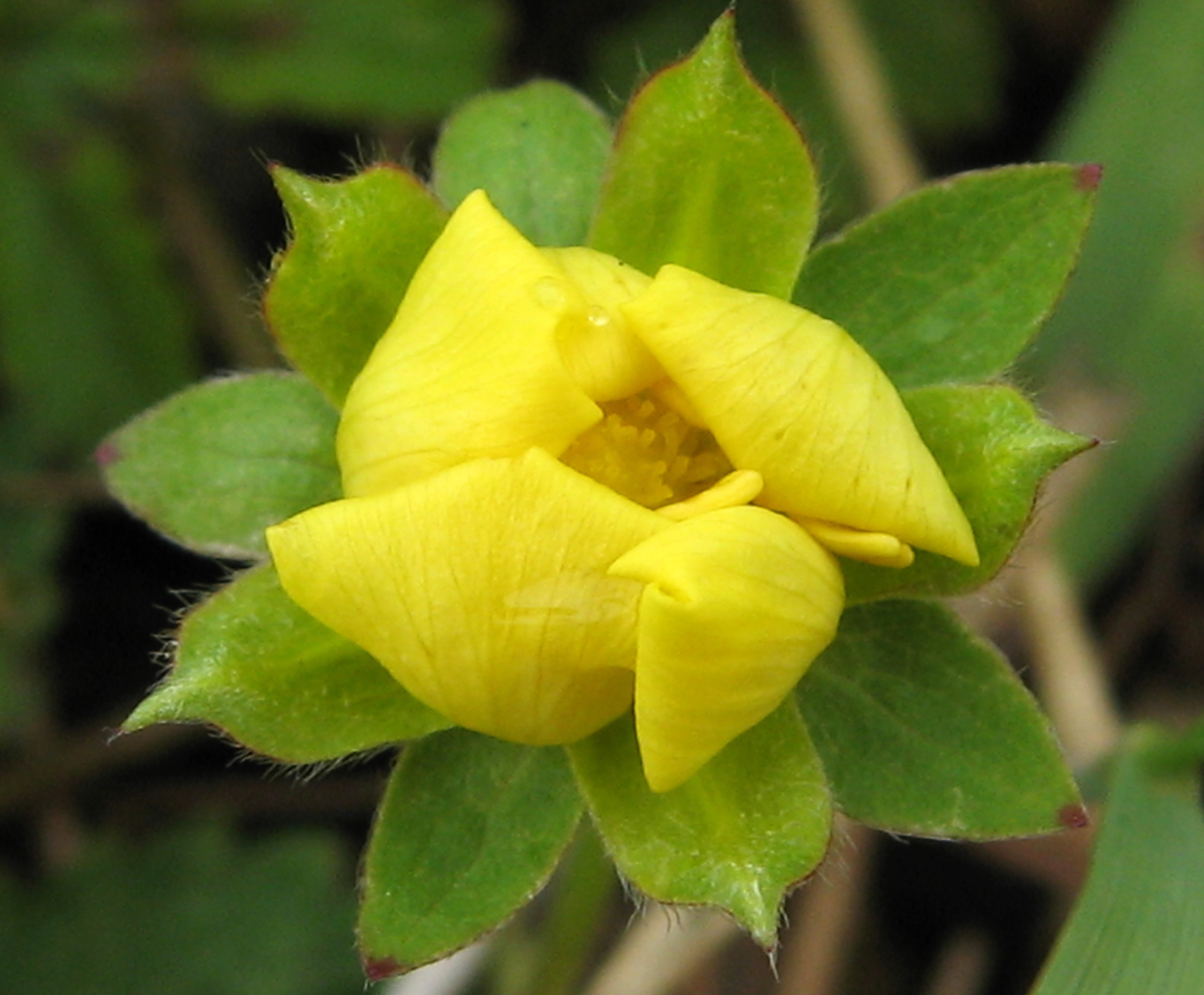 Image of Potentilla reptans specimen.