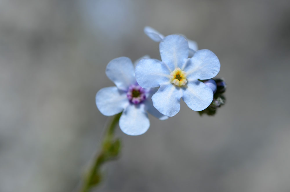 Image of Lappula microcarpa specimen.