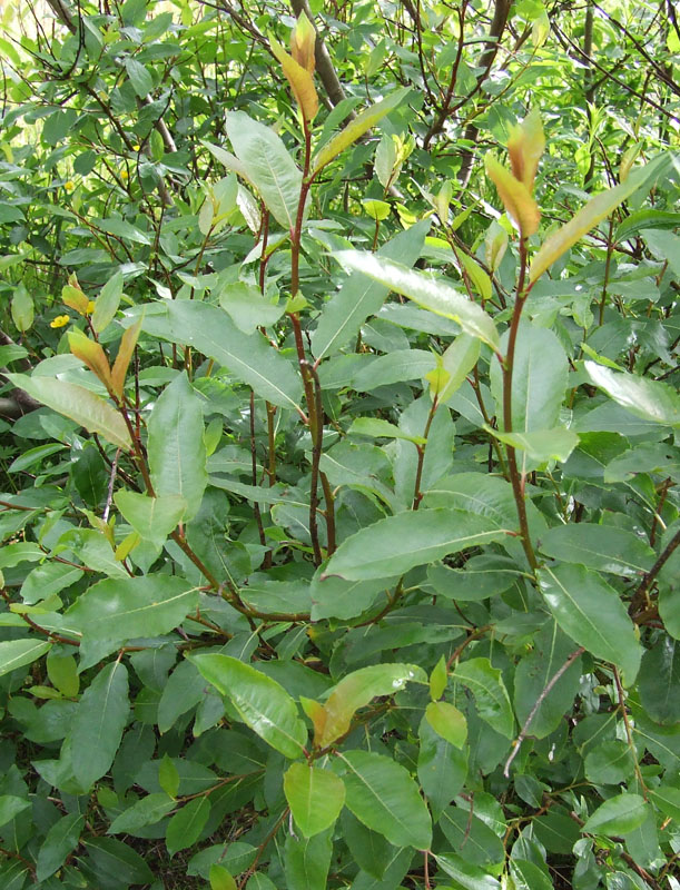 Image of Salix phylicifolia specimen.