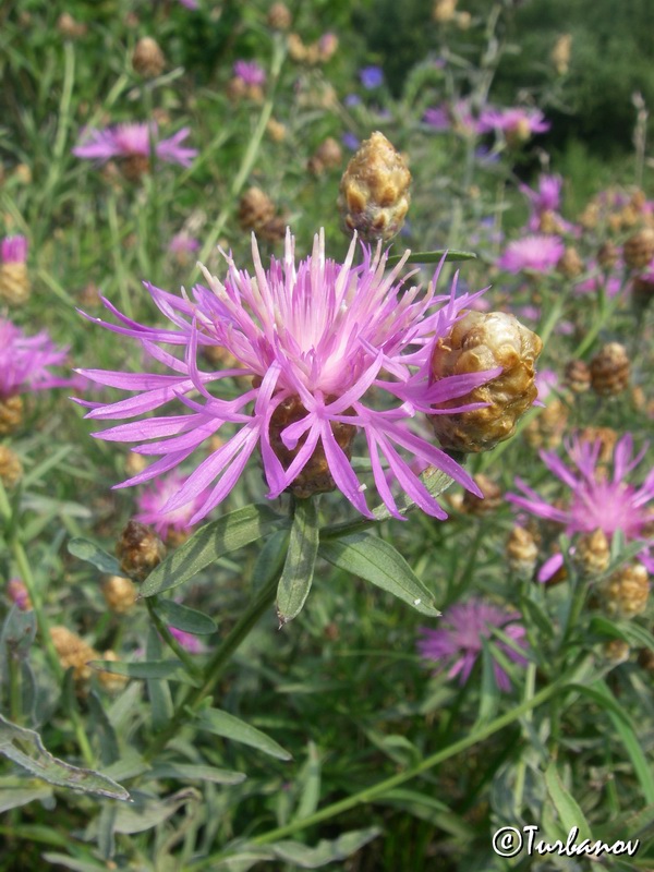 Image of Centaurea jacea ssp. substituta specimen.