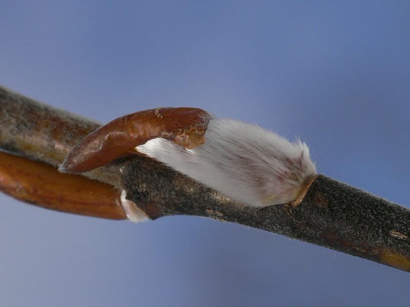 Image of Salix udensis specimen.