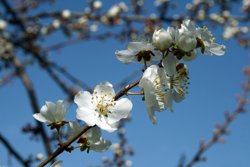 Image of Prunus cerasifera specimen.