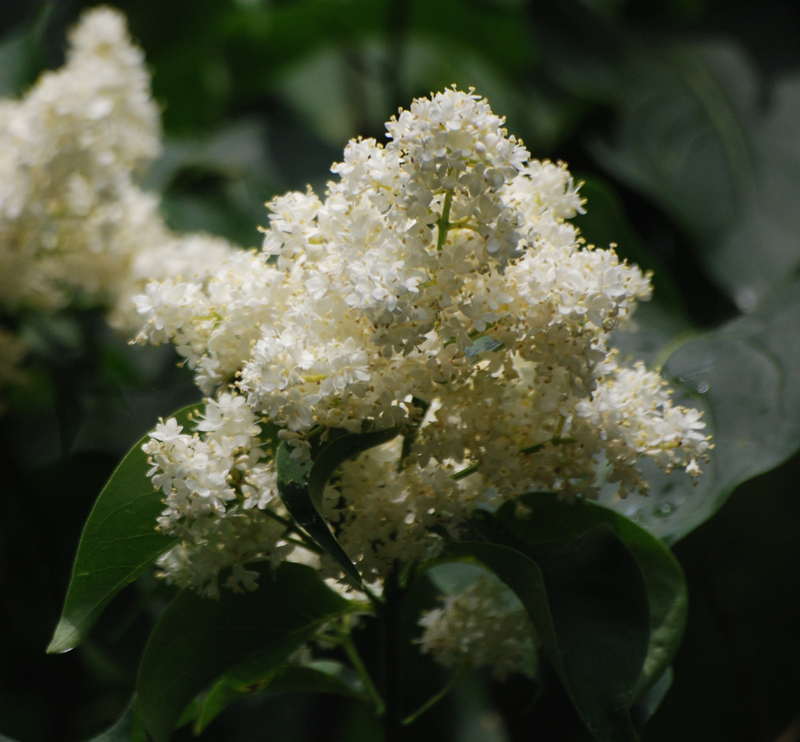 Image of Syringa amurensis specimen.