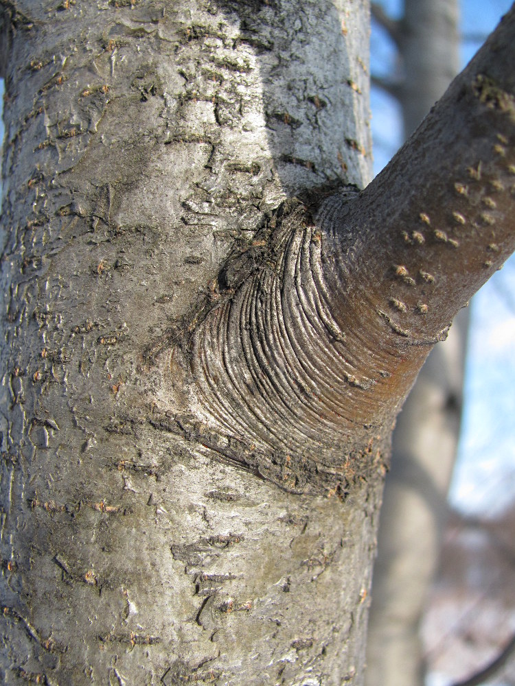 Изображение особи Alnus incana.