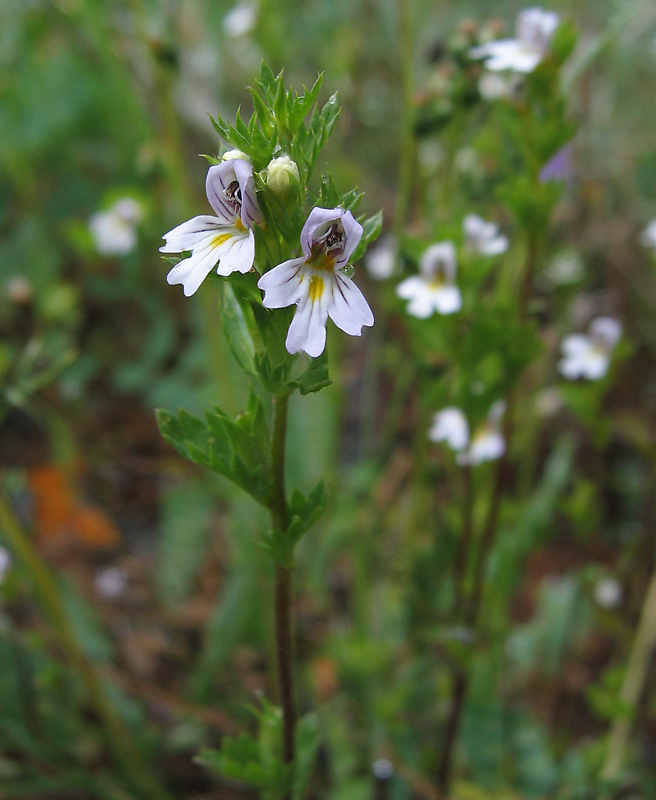 Изображение особи Euphrasia schischkinii.