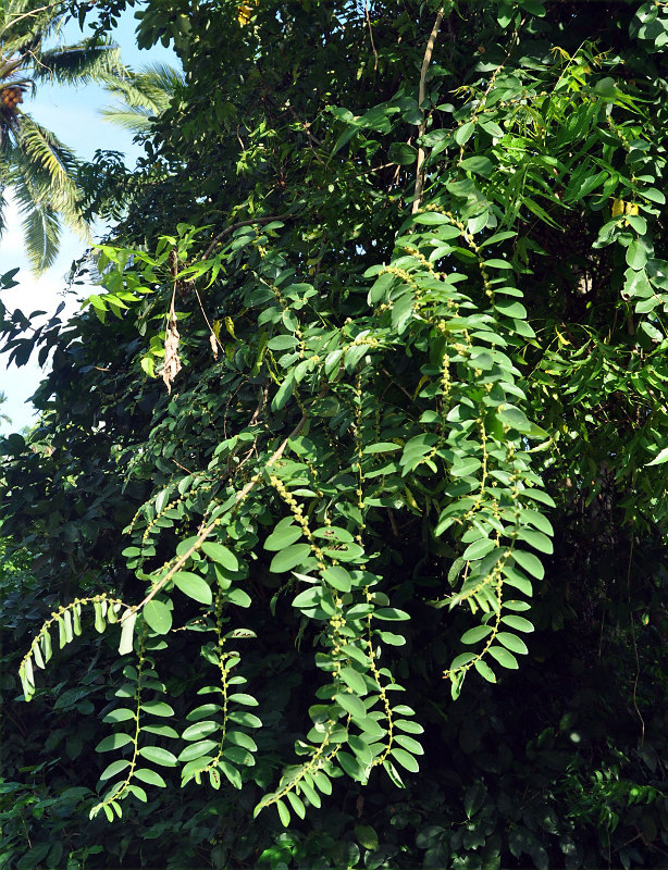 Image of Bridelia stipularis specimen.