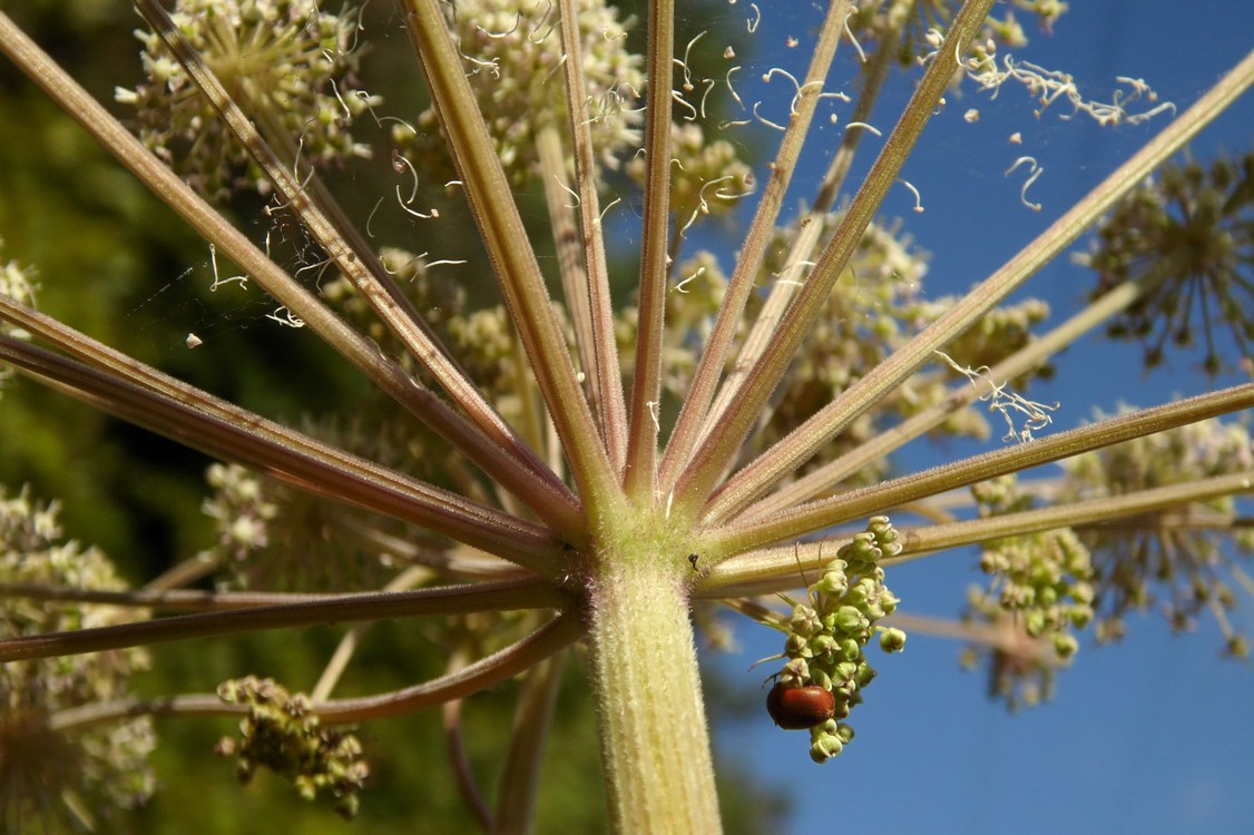 Image of Angelica sylvestris specimen.