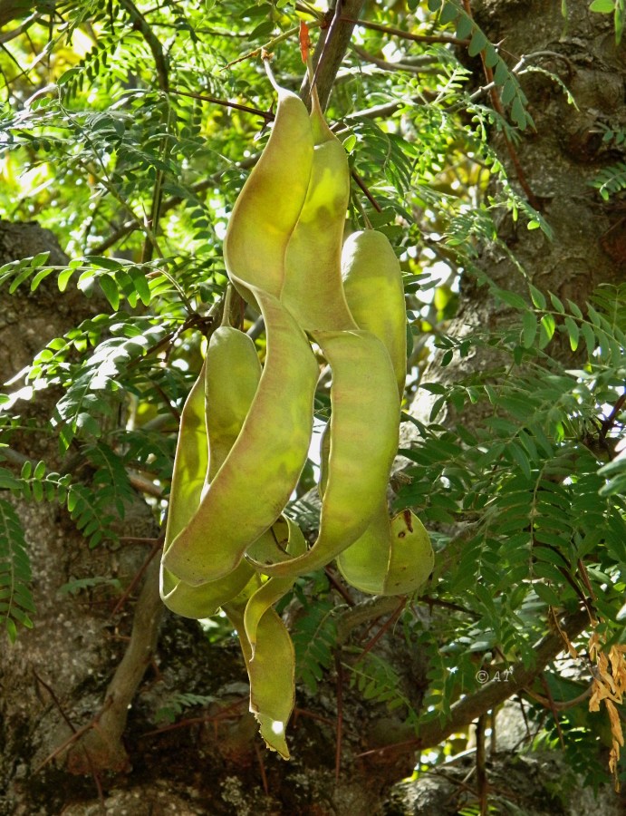 Изображение особи Gleditsia triacanthos.