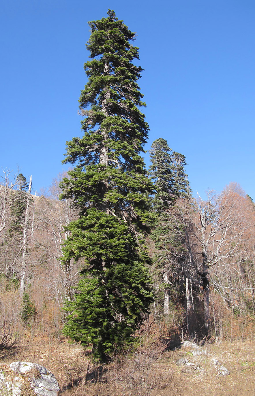 Image of Abies nordmanniana specimen.