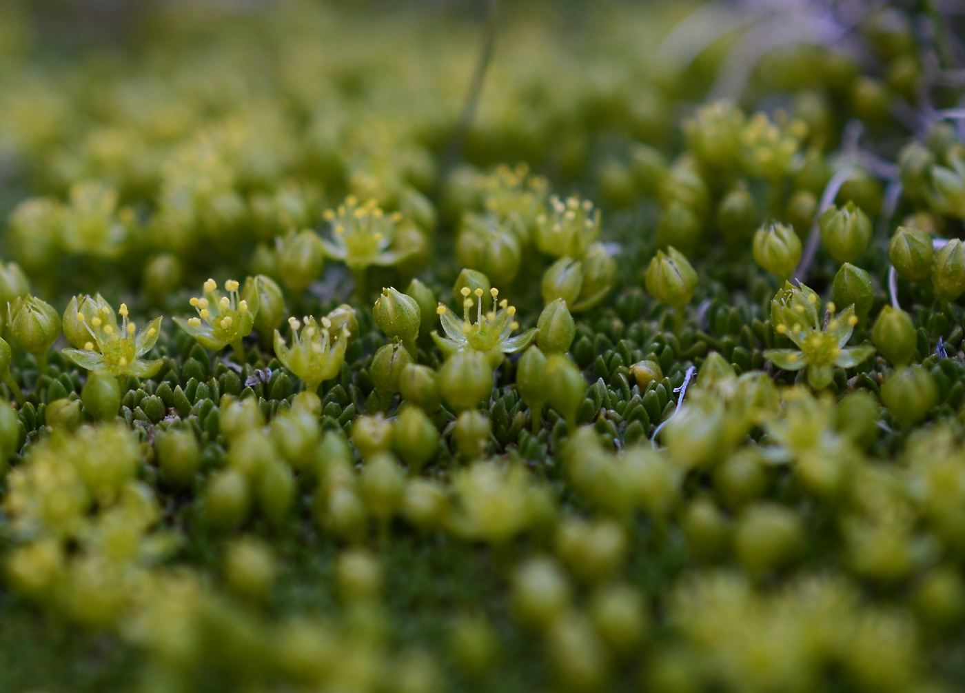 Image of Stellaria pulvinata specimen.