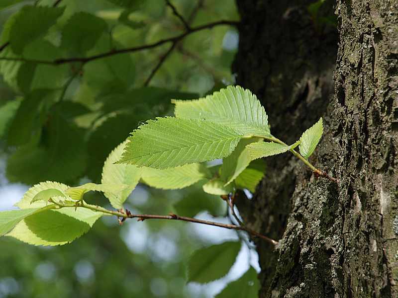 Image of Ulmus laevis specimen.