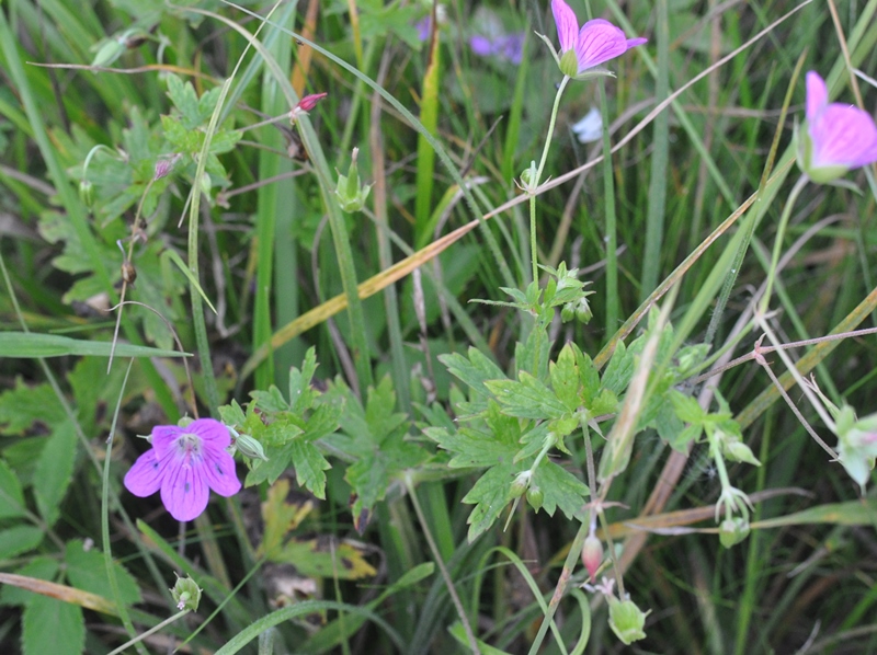 Image of Geranium palustre specimen.