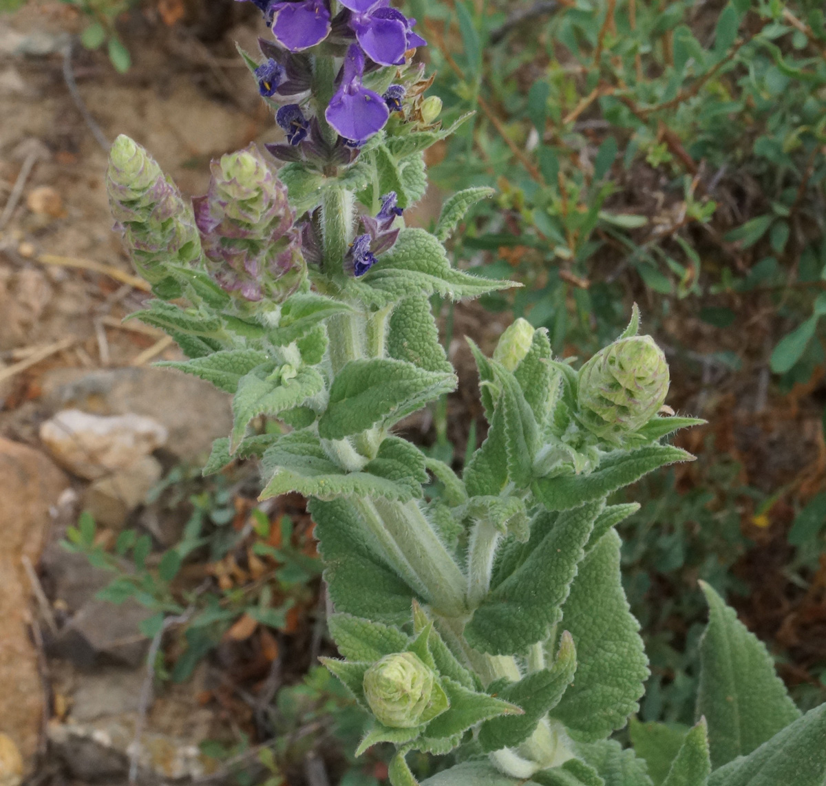 Изображение особи Salvia deserta.