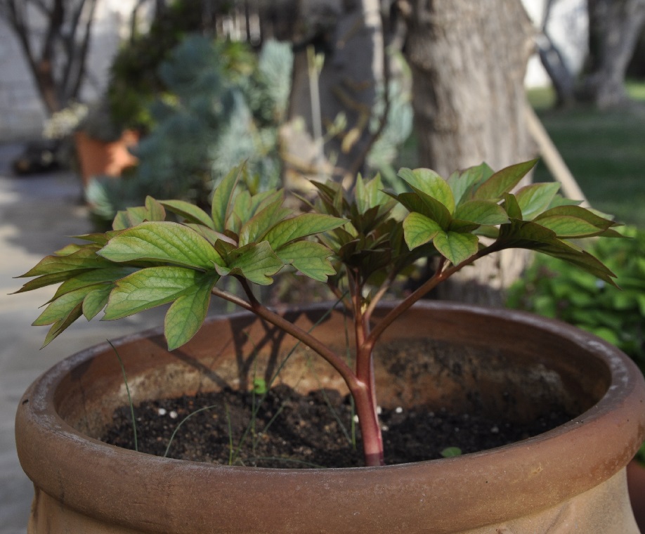 Image of Paeonia peregrina specimen.