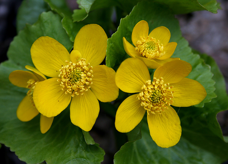 Image of Caltha palustris specimen.