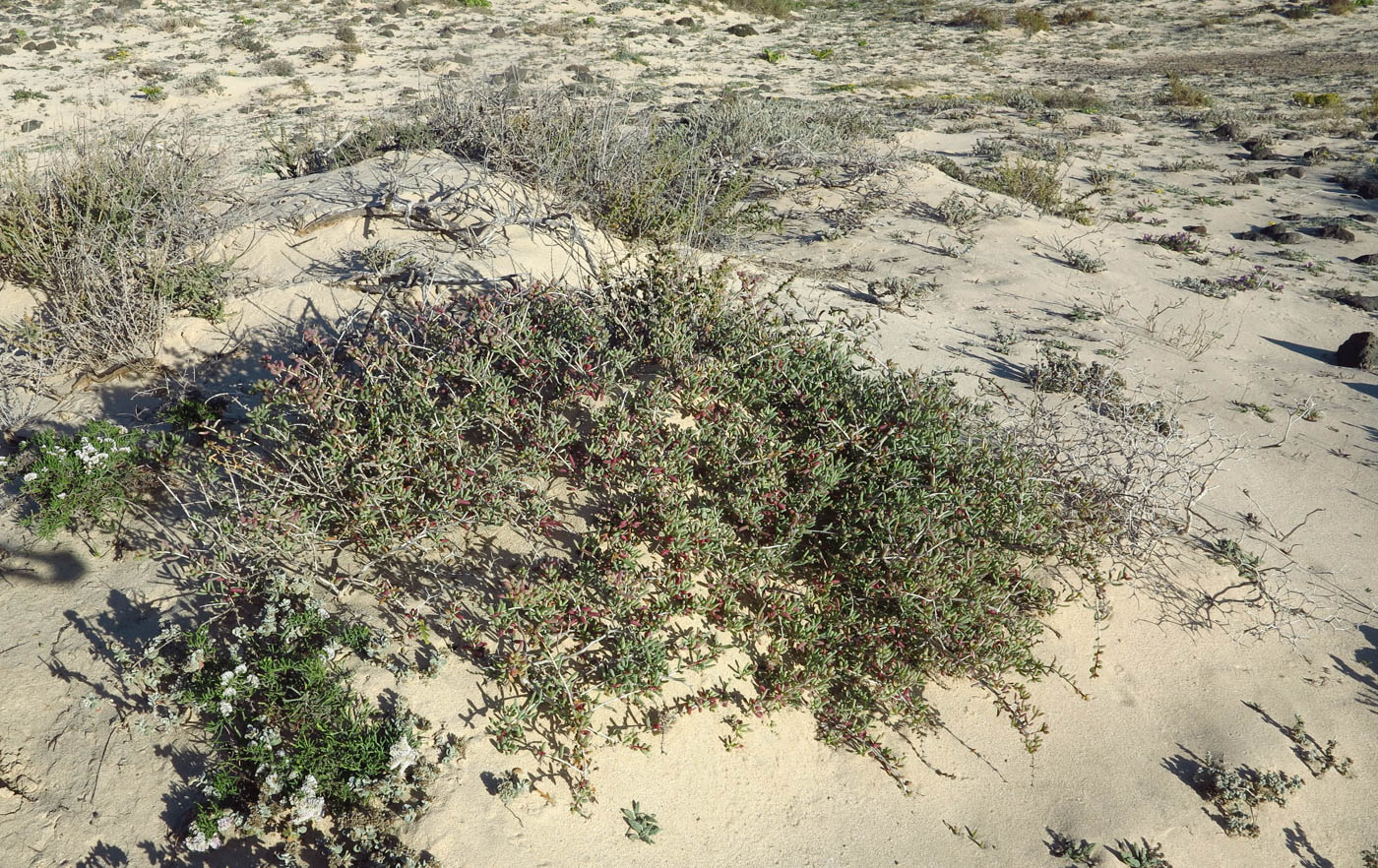 Изображение особи Salsola divaricata.