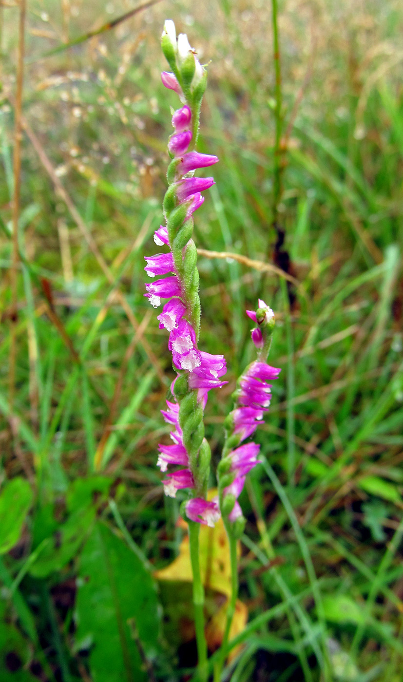 Image of Spiranthes australis specimen.