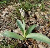 Orchis simia